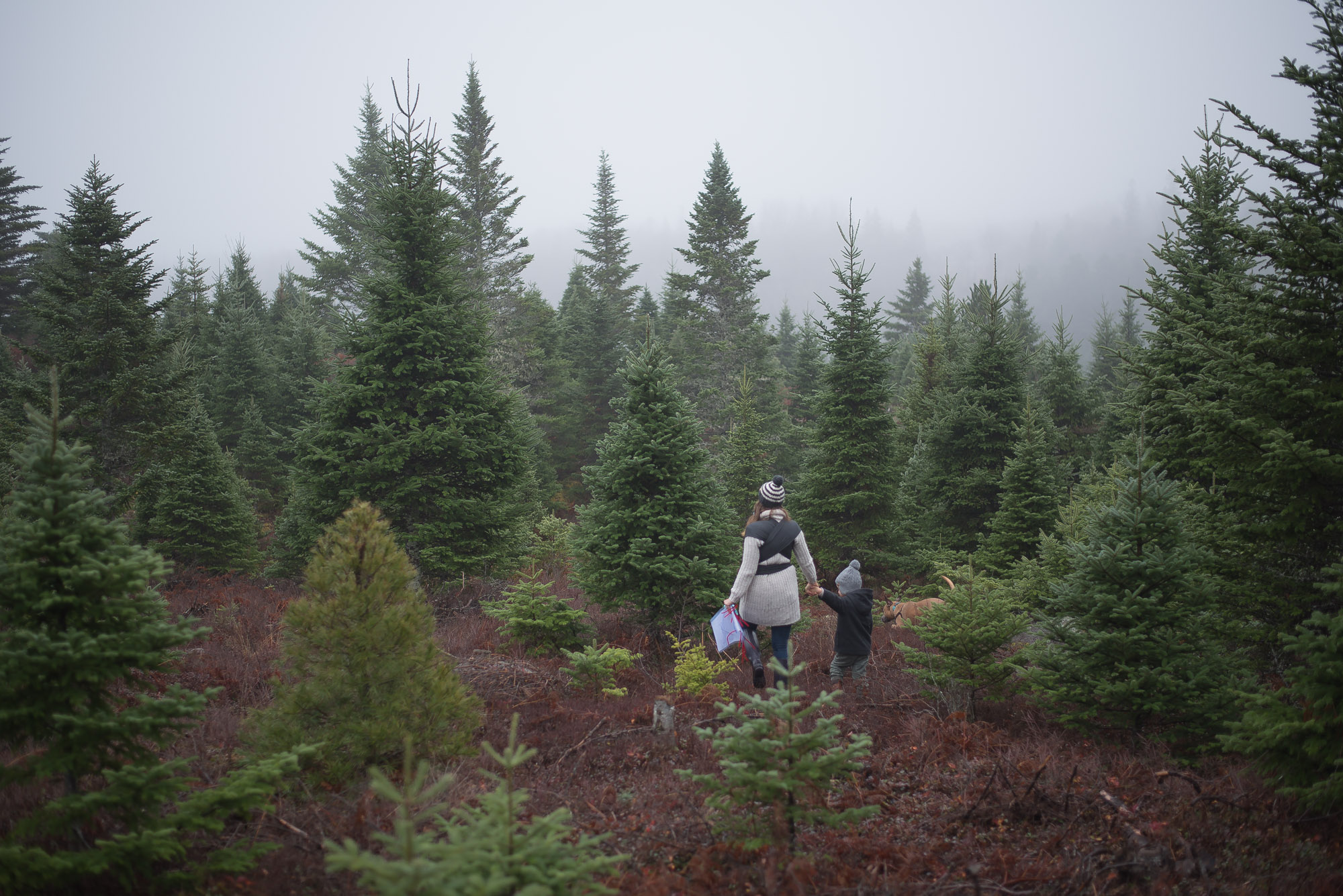 Wild Rosebuds continues her family tradition of tagging a Christmas Tree at her Great Uncles lot