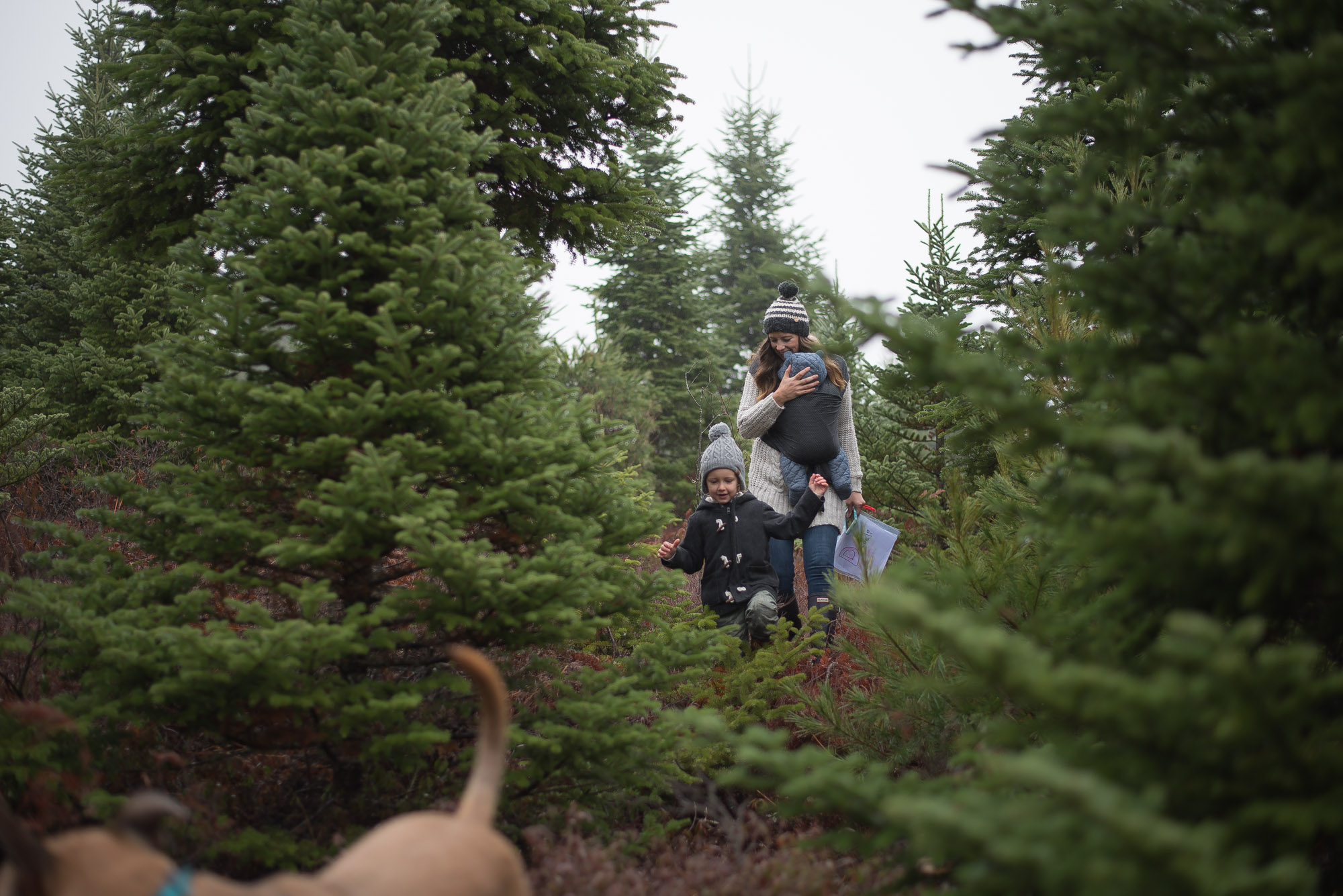 Wild Rosebuds continues her family tradition of tagging a Christmas Tree at her Great Uncles lot