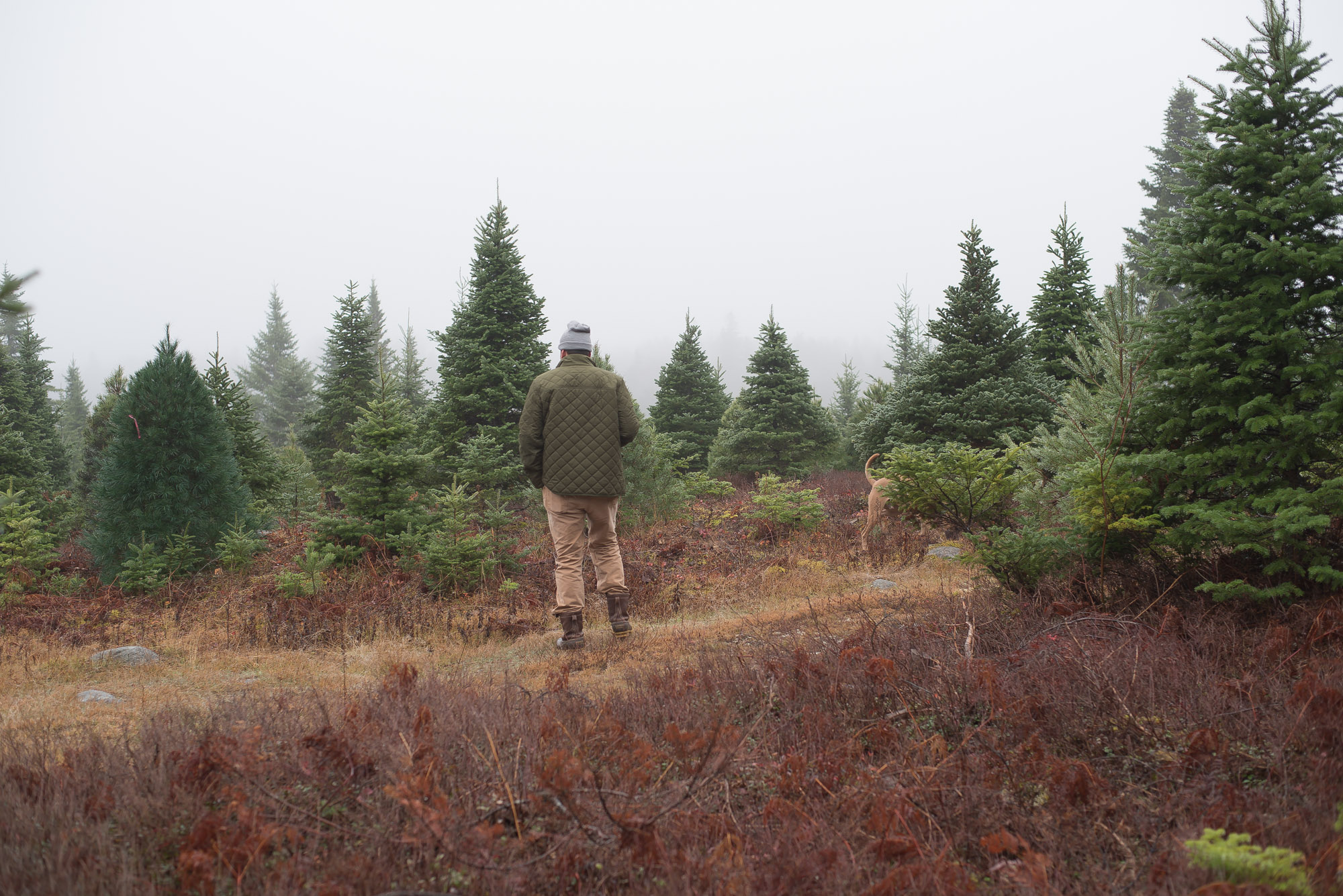 Wild Rosebuds continues her family tradition of tagging a Christmas Tree at her Great Uncles lot