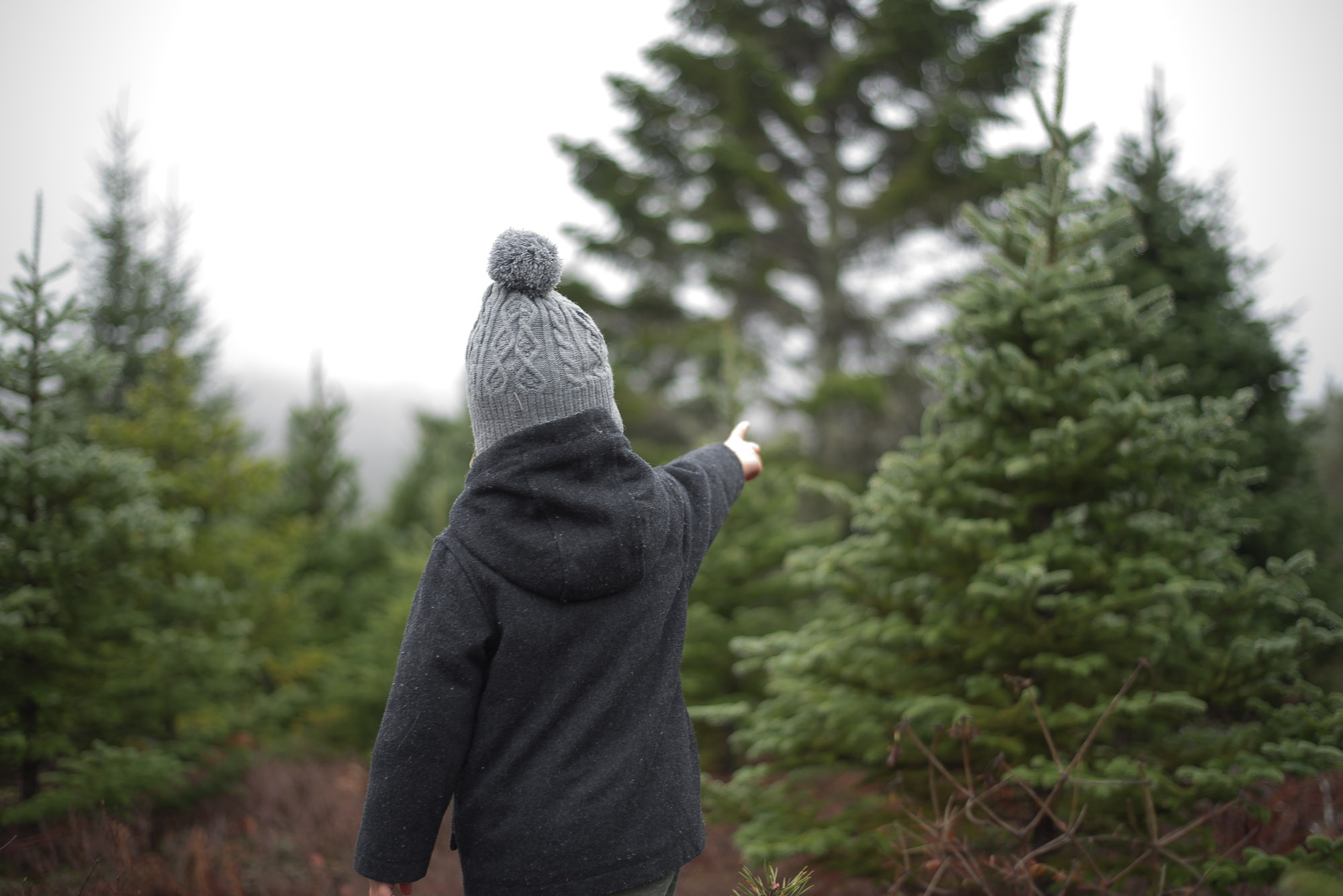 Wild Rosebuds continues her family tradition of tagging a Christmas Tree at her Great Uncles lot