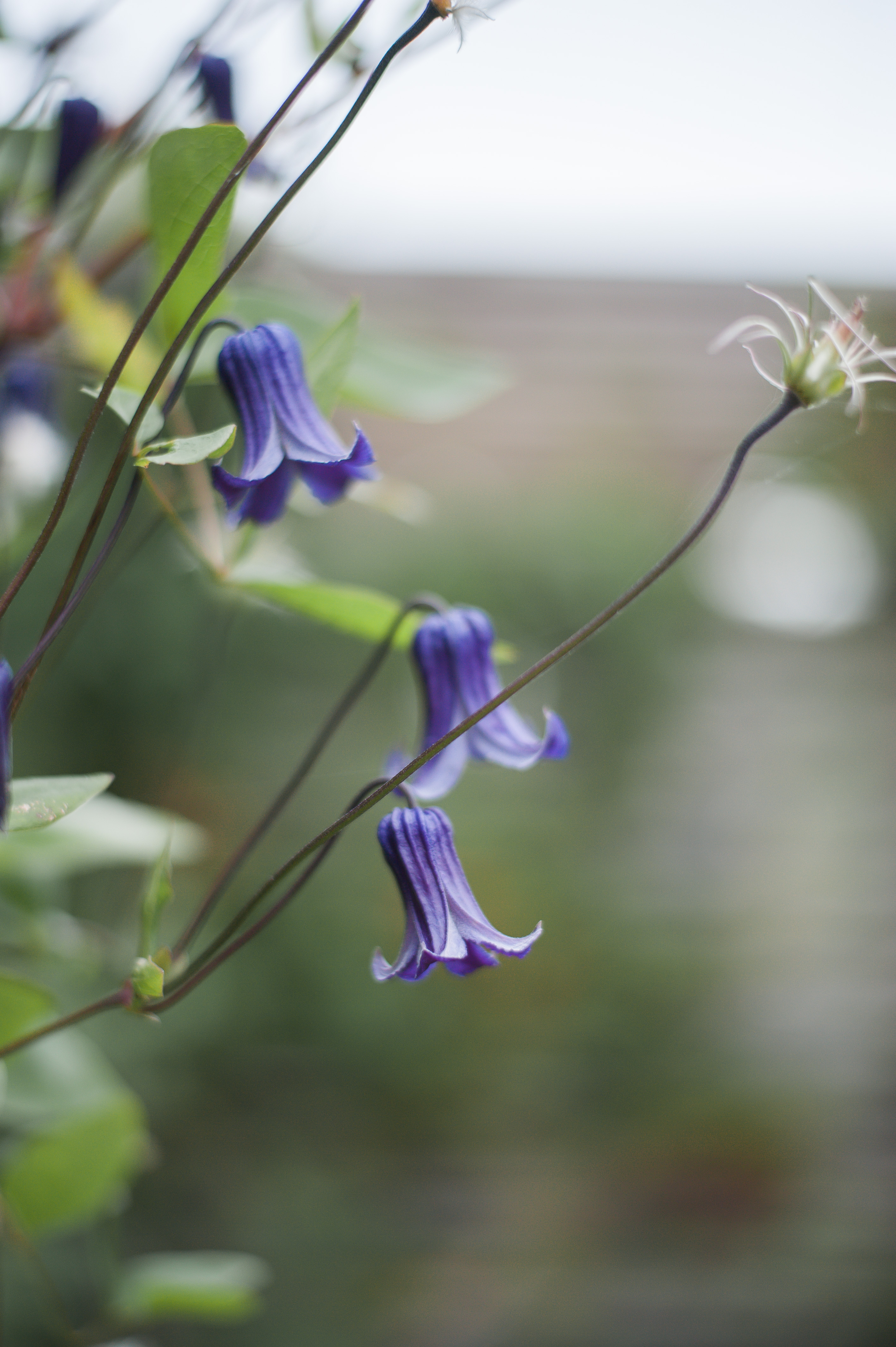 Wild Rosebuds: Trip To Tangled Gardens in Wolfville, Nova Scotia